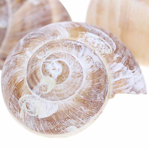 Floristik24 Snail shell wit gewassen klein 250g