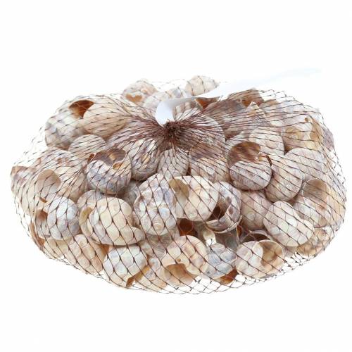 Floristik24 Snail shell wit gewassen klein 250g