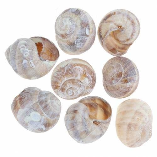 Floristik24 Snail shell wit gewassen klein 250g