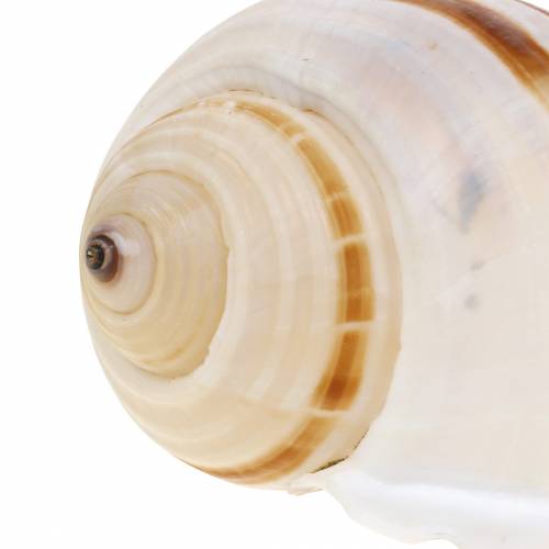 Floristik24 Zeeslakkentonslak naturel 10-12cm 4 st