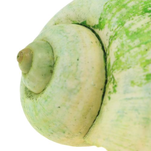 Floristik24 Slakkenhuisjes Groen 1kg