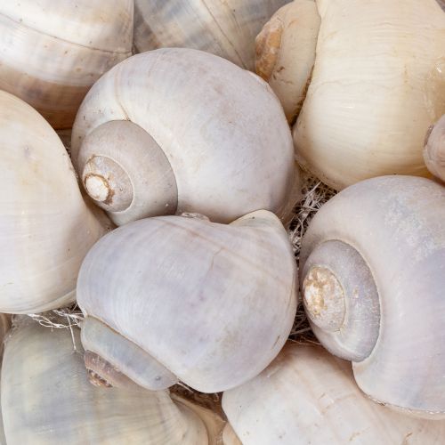 Artikel Slakkenkrans om op te hangen, decoratieve krans, maritieme stijl, Nathai, Ø35cm