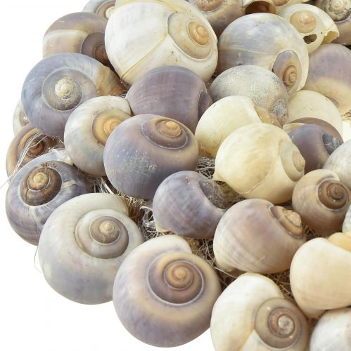 Artikel Slakkenkrans voor het ophangen van decoratieve krans maritiem Nathai Ø35cm