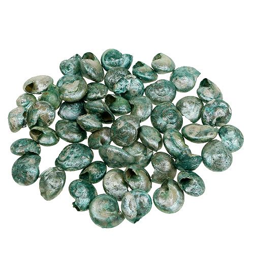 Floristik24 Slakschelp blauwgroen 500g
