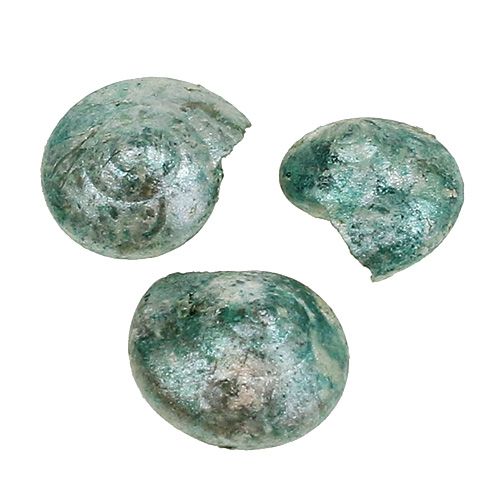 Floristik24 Slakschelp blauwgroen 500g