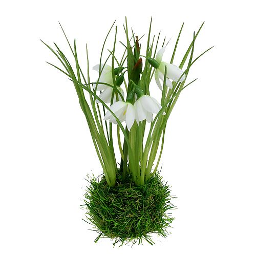 Floristik24 Sneeuwklokje met grasbol 24cm