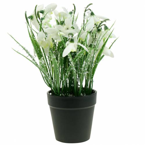 Floristik24 Sneeuwklokjes in een matte pot 25cm