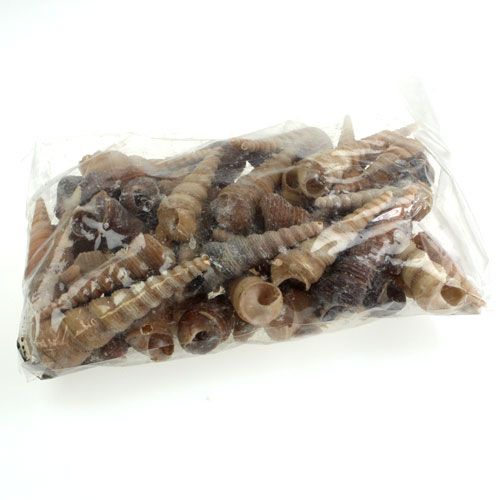 Floristik24 Terebra Turitella 1 kg_nl
