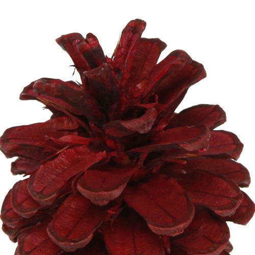 Artikel Zwarte dennenappels Bordeaux decoratieve kegels rood 6-8cm 6 st