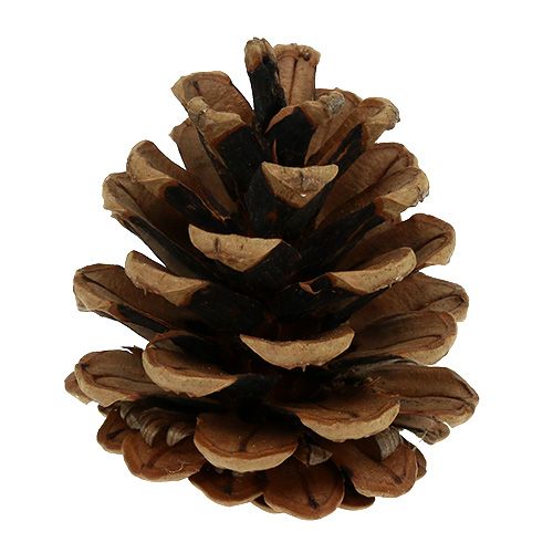Artikel Zwarte dennenappels 5cm naturel 5st