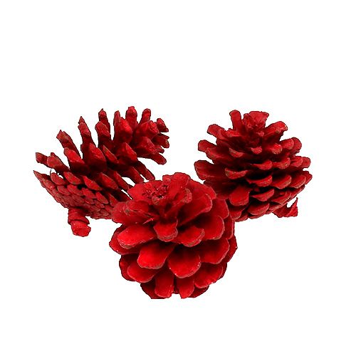 Floristik24 Zwarte dennenappels rood 50 st