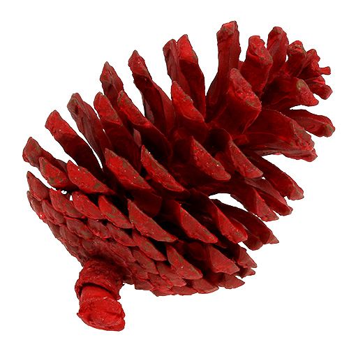 Floristik24 Zwarte dennenappels rood 50 st