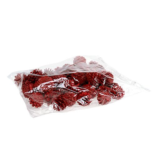 Floristik24 Zwarte dennenappels rood 50 st