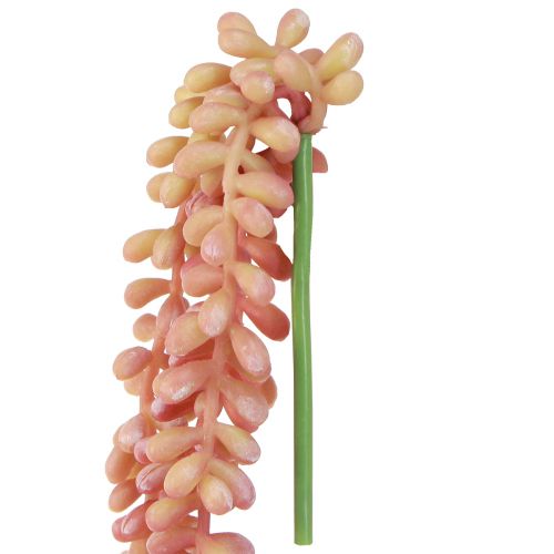 Artikel Sedum &#39;Rubin&#39; hangplant - decoratieve, onderhoudsvriendelijke vetplant 43cm 3st.