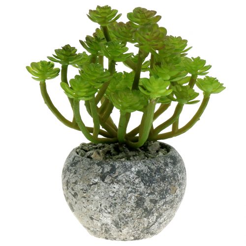 Floristik24 Kunstplanten in pot Succulent Kunst Groen H15cm