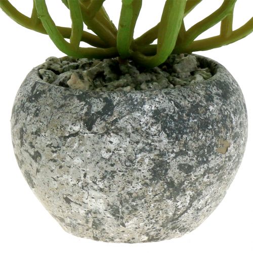 Floristik24 Kunstplanten in pot Succulent Kunst Groen H15cm