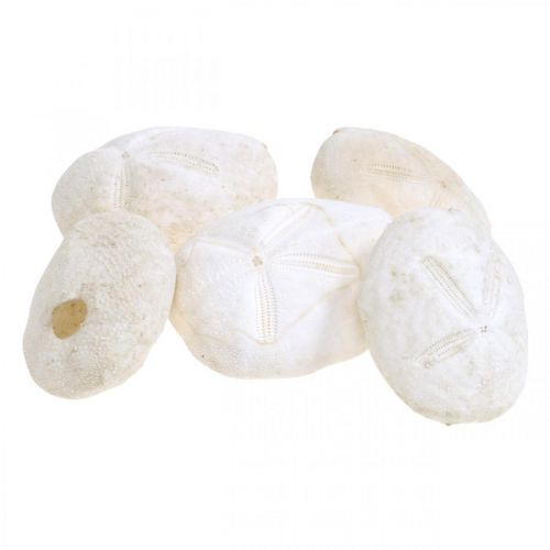 Floristik24 Zeeëgel wit, maritiem natuurlijke decoratie 4cm-6cm 25 st