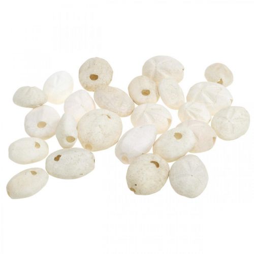 Floristik24 Zeeëgel wit, maritiem natuurlijke decoratie 4cm-6cm 25 st