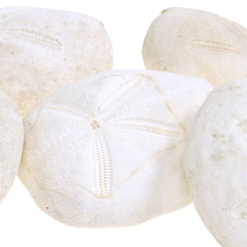 Floristik24 Zeeëgel wit, maritiem natuurlijke decoratie 4cm-6cm 25 st