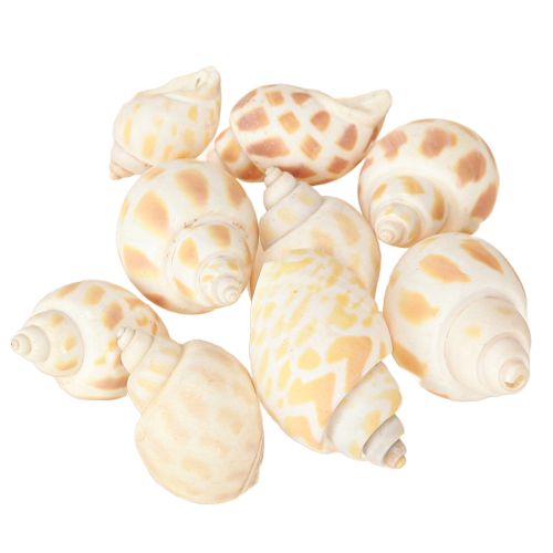 Floristik24 Zeeslakken natuurlijke slakkenhuizen maritiem 2–4 cm 300 g