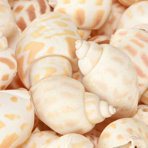 Artikel Zeeslakken natuurlijke slakkenhuizen maritiem 2–4 cm 300 g
