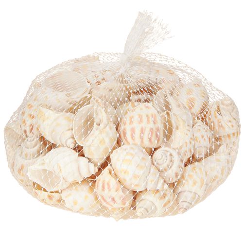 Artikel Zeeslakken natuurlijke slakkenhuizen maritiem 2–4 cm 300 g