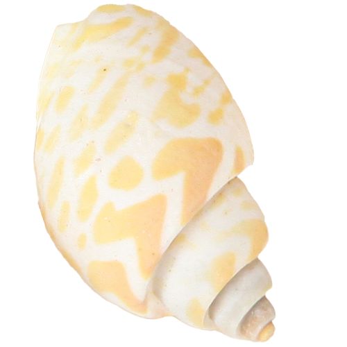 Artikel Zeeslakken natuurlijke slakkenhuizen maritiem 2–4 cm 300 g