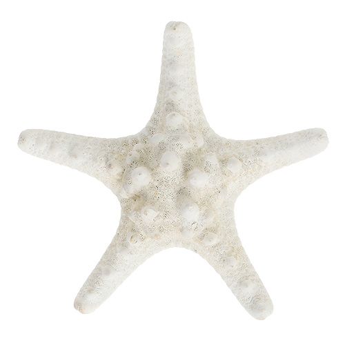 Floristik24 Zeester 9cm - 11cm wit 20 st