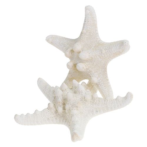Floristik24 Zeester 9cm - 11cm wit 20 st