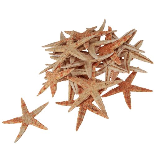 Artikel Zeester natuurlijke decoratie natuurlijke kleuren maritiem Ø6,5–8cm 100 st.