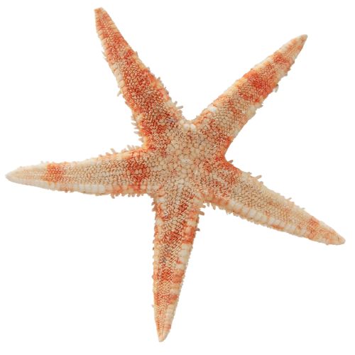 Artikel Zeester natuurlijke decoratie natuurlijke kleuren maritiem Ø6,5–8cm 100 st.