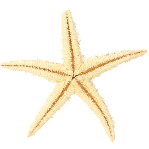 Artikel Zeester natuurlijke decoratie natuurlijke kleuren maritiem Ø6,5–8cm 100 st.