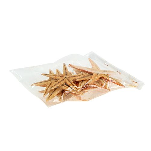 Floristik24 Zeester gedroogd 8cm - 10cm 10 st