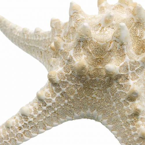 Floristik24 Zeester naturel 12-16cm 8 st