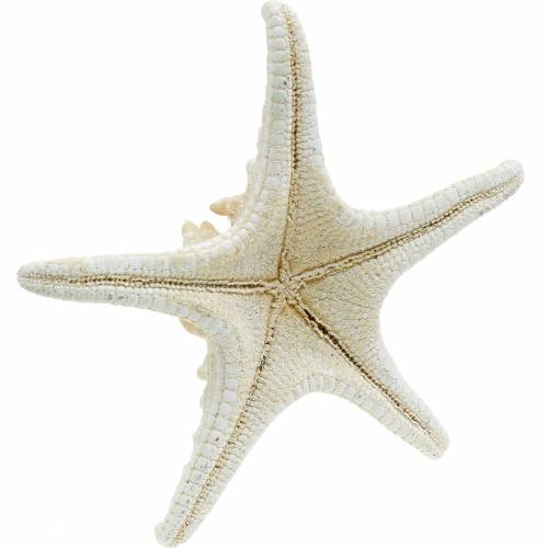 Floristik24 Zeester naturel 12-16cm 8 st