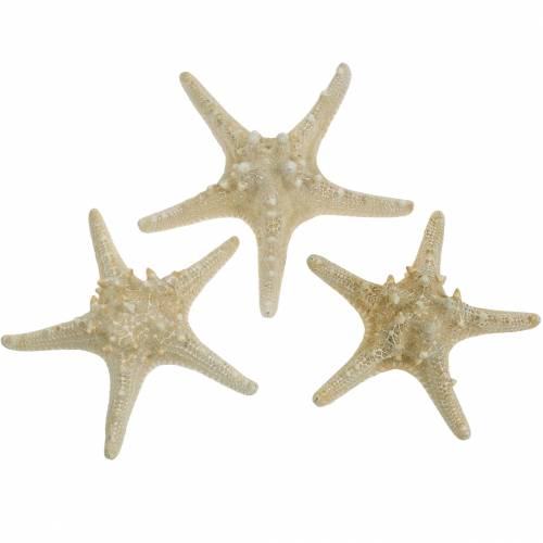Floristik24 Zeester naturel 12-16cm 8 st