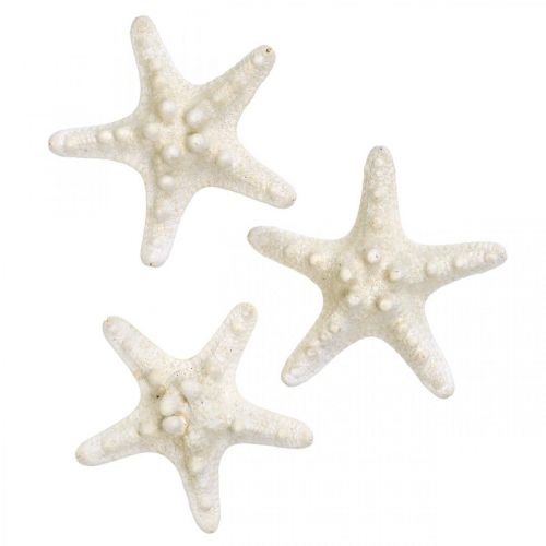 Artikel Zeesterdecoratie Wit, Gedroogde zeester voor knutselwerkjes 7-11cm 15 stuks