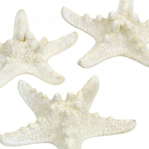 Artikel Zeesterdecoratie Wit, Gedroogde zeester voor knutselwerkjes 7-11cm 15 stuks
