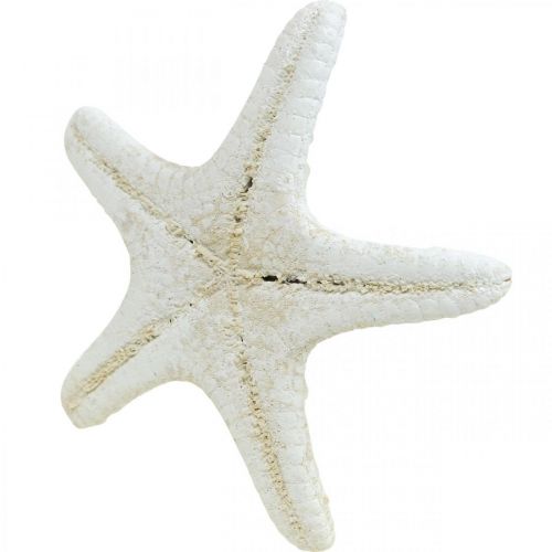 Artikel Zeesterdecoratie Wit, Gedroogde zeester voor knutselwerkjes 7-11cm 15 stuks