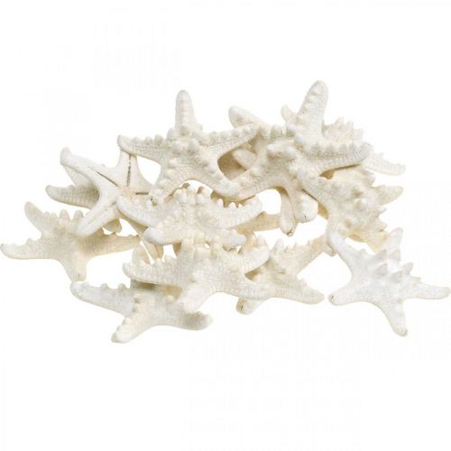 Artikel Zeesterdecoratie Wit, Gedroogde zeester voor knutselwerkjes 7-11cm 15 stuks