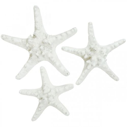 Artikel Zeesterren decoratie grote gedroogde witte zeester met studs 15-18cm 10 stuks