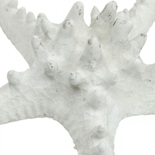 Artikel Zeesterren decoratie grote gedroogde witte zeester met studs 15-18cm 10 stuks