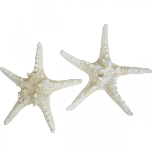 Floristik24 Decoratieve zeester grote gedroogde witte zeester met studs 19-26cm 5 st