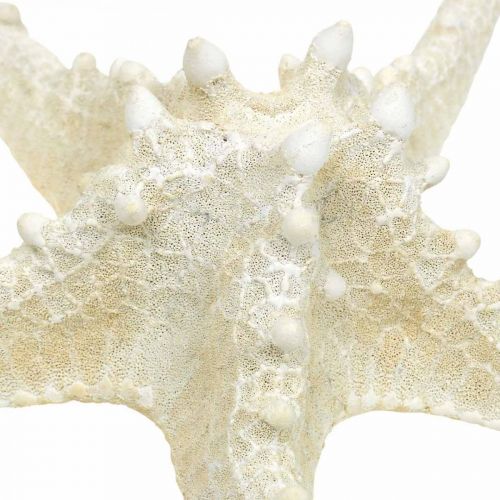 Artikel Deco zeester grote gedroogde witte knobbelzeester 19-26cm 5st