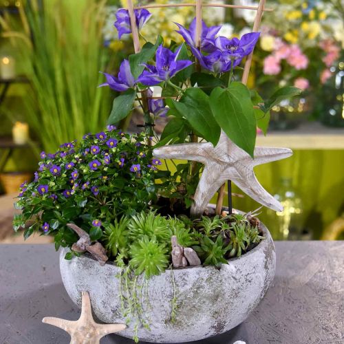Floristik24 Zeester om te plaatsen, maritiem houtdecoratie natuurlijke kleur, wit H23.5cm