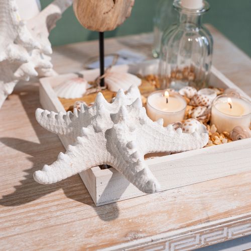 Artikel Zeesterren decoratie grote gedroogde witte zeester met studs 15-18cm 10 stuks