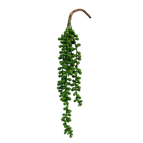 Floristik24 Senecio hanger 36cm groen