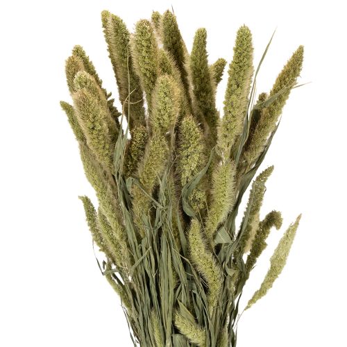 Gedroogde bloemen van borstelgierst (Setaria) voor rustieke en stijlvolle woonaccessoires, 75 cm, 220 g