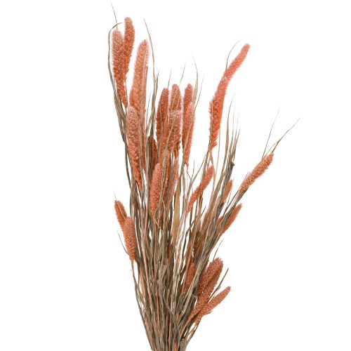 Artikel Setaria varkenshaar gierst droge decoratie zalm 69cm 70-75g x 2st