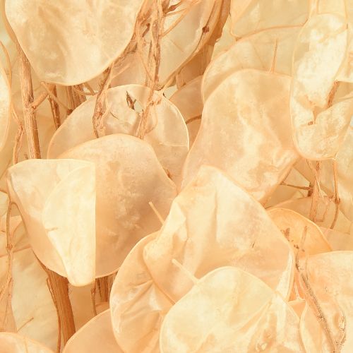 Artikel Gedroogd zilverblad Lunaria Champagne 65-70cm 20g
